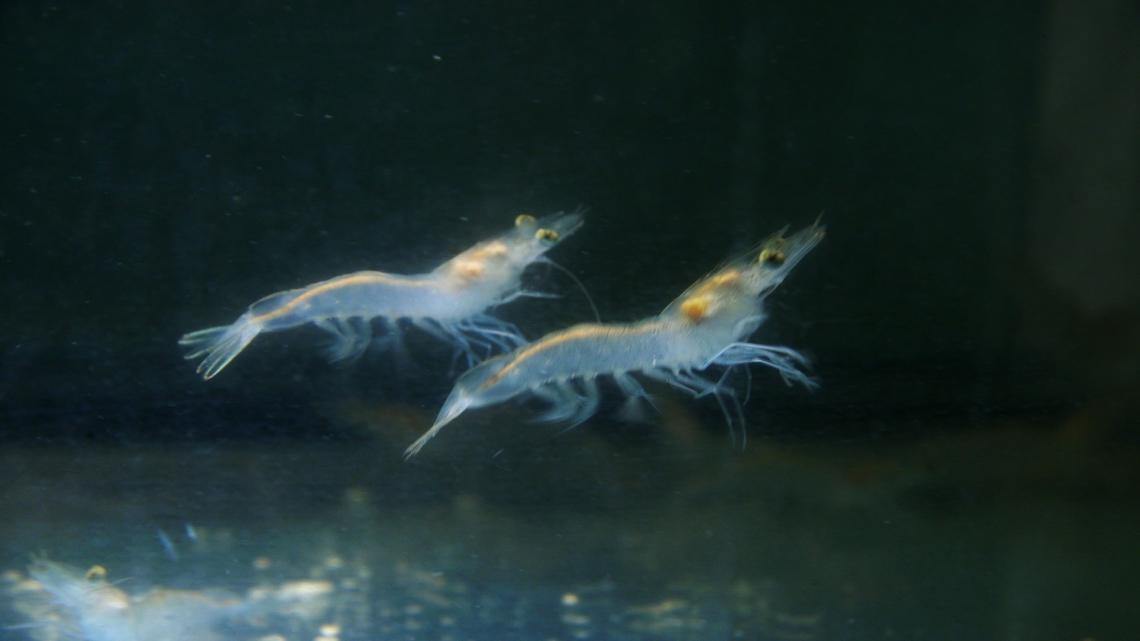 Shrimp at the wet lab facility at the West Campus Agricultural Center Shrimp at the wet lab facility at the West Campus Agricultural Center
